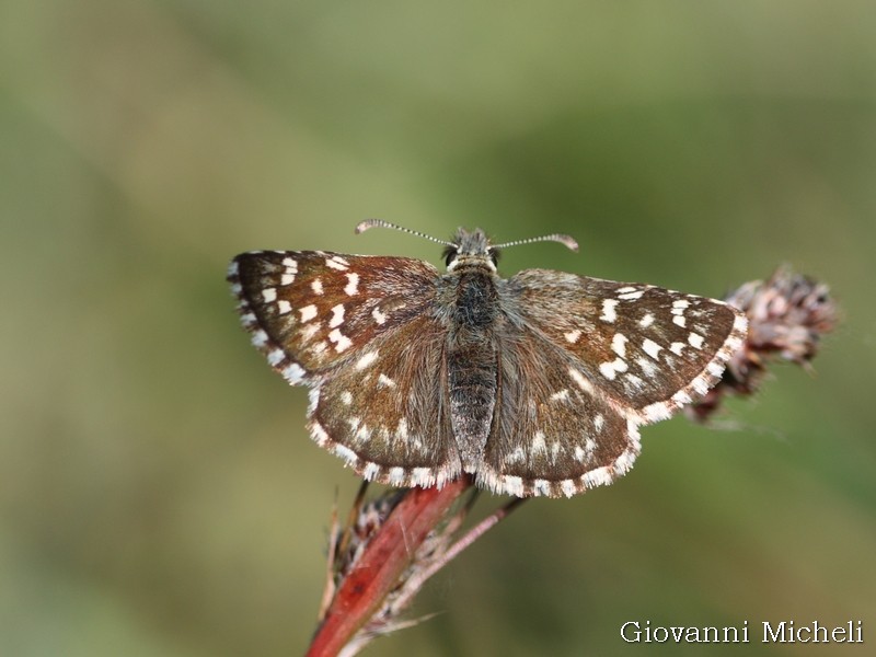 Tutti Pyrgus malvoides? No, anche P. armoricanus - Hesperiidae